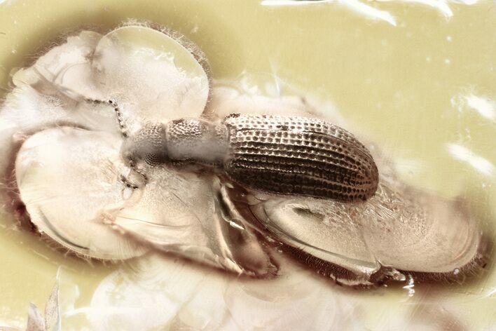 Fossil Fungus Beetle (Latridius alexeevi) in Baltic Amber #335649